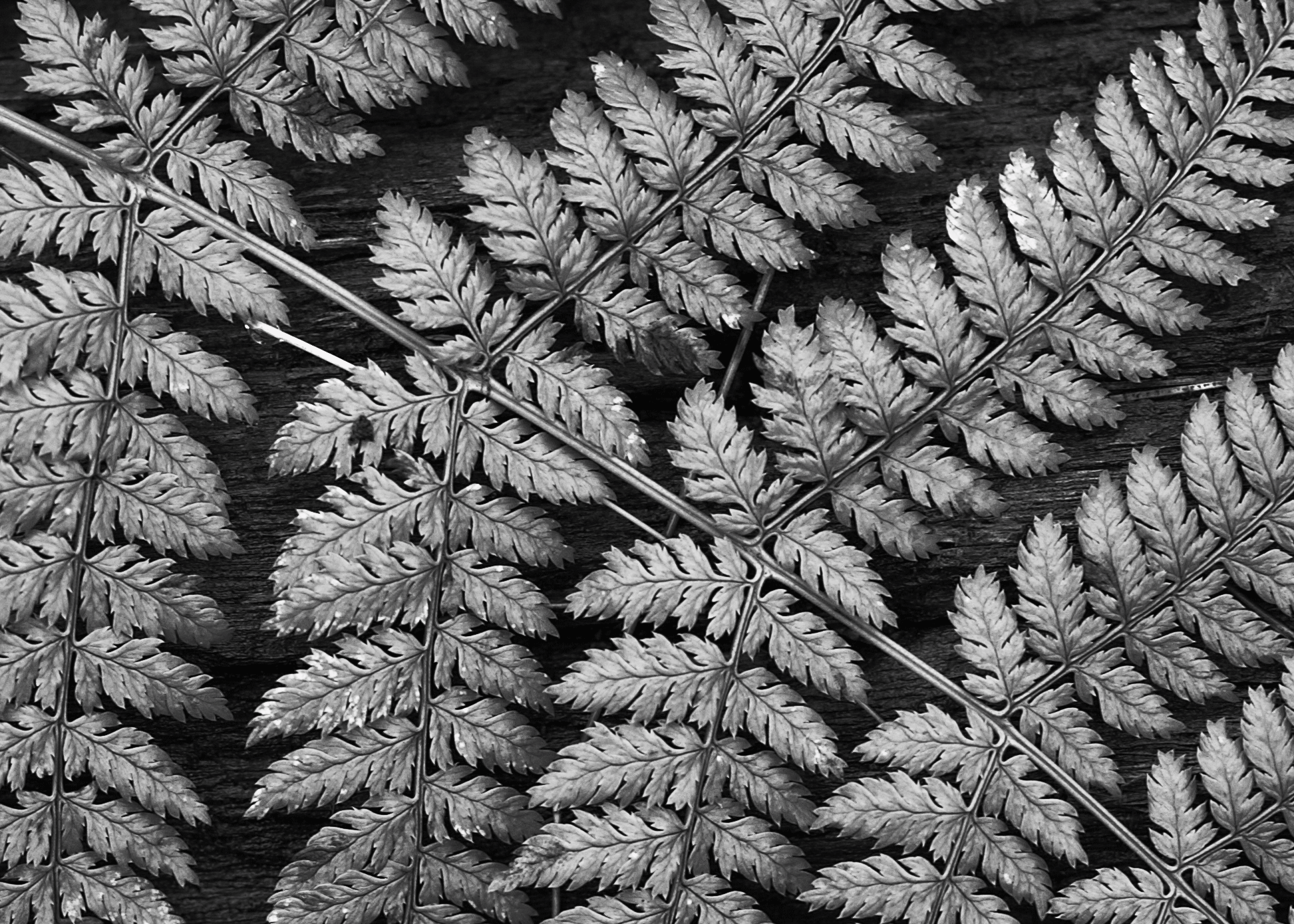 fern on log